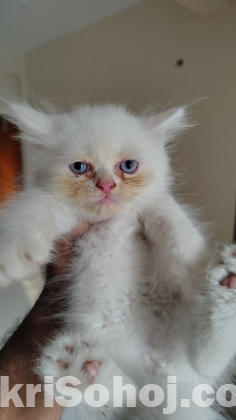 Pure Persian